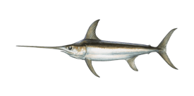 a fish that is standing up against a black background