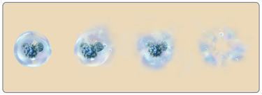  a molecule breaking down and eliminating a cluster of blue particles, representing odor removal.
