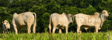 a herd of cattle grazing in a field