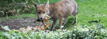 Pest Control in Dorset | Fox Control | Dark Knight Pest Control