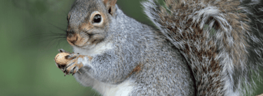 Pest Control in Dorset | Local Pest Control Services