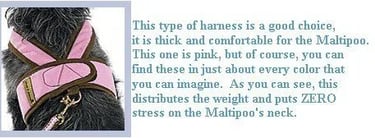 maltipoo harness