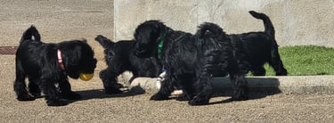 Bébés Schnauzer qui jouent au foot