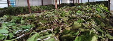 Indian Mulberry Silkworms on Fresh Leaves β High-Quality Silk Cultivation