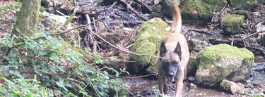 baladez vous en fotêt avec votre animal de compagnie