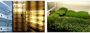 A picture of Early Greens microgreens nursery