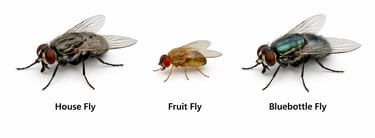 Close-up of three common flies in lebanon