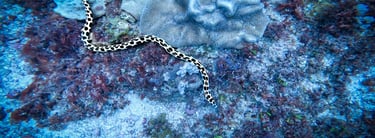 A black and white spotted moray eel swims over a tropical coral reef with sponges and sea plants.