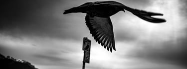a bird flying over a fence with a bird in the background