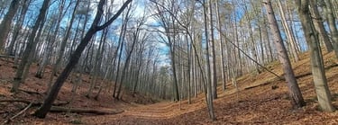 Spring forest survey undertaken as part of an NHE.