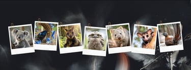 Polaroid photos of Australian wildlife including a koala, wombat, and owl on a dark background.