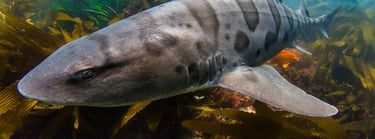 gros plan sur un requin léopard dans des algues