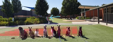 multiple dogs in sit while toy is being thrown past them