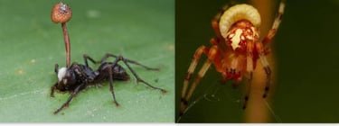Visual representation of parasitic mind control: a fungus-infected ant and a wasp-controlled spider