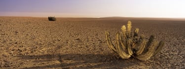 Euphorbia Duet desert landscape, limited edition fine art print by Koos van der Lende