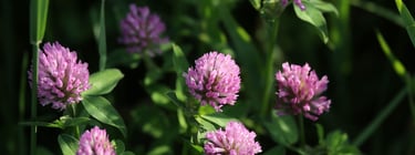 Benefits Red Clover