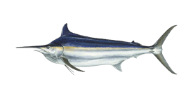 a bluefinish fish on a black background