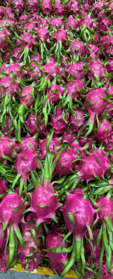 Fine dragon fruit from Vietnam