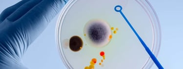 Industria cervecera - Análisis microbiológico - Recuento de Organismos Aerobios Mesofilos