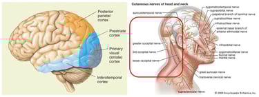 visual cortex and nerves leading to it.