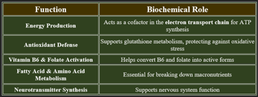 Riboflavin functions