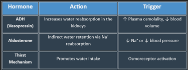 Table water balance regulation