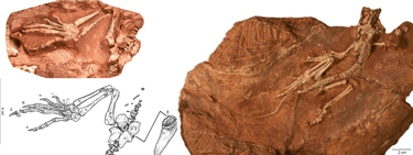 eudibamus skelett fund