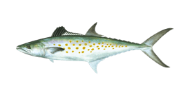 a fish fish with a white spot on the side