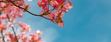 arbre fleur bien-être