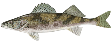 picture of a walleye fish that can be found in lake wallenpaupack
