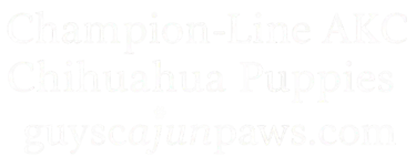 Ethical AKC Chihuahua breeding in Louisiana – Champion-line puppies from Guys Cajun Paws