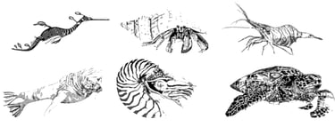 Drawings of Sea Creatures in pen and ink by Mark D. Exom