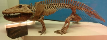 Eryops megacephalus National Museum of Natural History, Smithsonian Institution By Daderot Wikiped