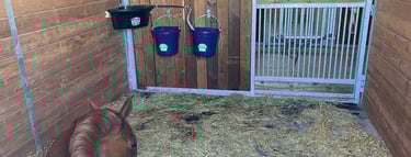 Large stall horse board