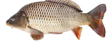 Common Carp Fish