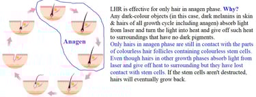 hair-growth-cycle