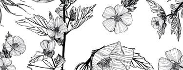 guimauve officinale