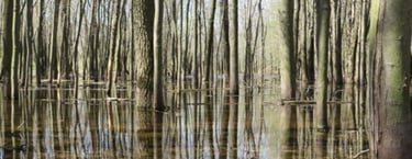 A flooded swamp identified during a natural heritage evaluation near King City, Ontario. 