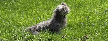 Pandora, an elderly gray shih tzu, sitting in grass and basking in the sun.