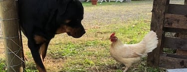 Ferme de Belon rottweiler et poule