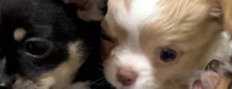 AKC Chihuahua puppies from Louisiana litter born 2025, raised with love and care