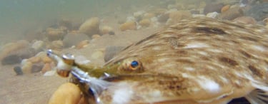 Clouser minnow fluke