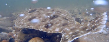 Fluke released