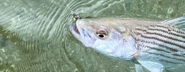 Striped bass on a clouser minnow