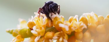 Bee