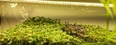 a picture of Early Greens microgreens grow room 