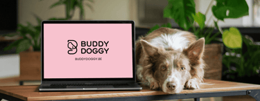 dog walking et pet sitting à bruxelles