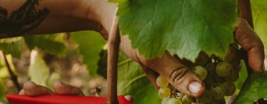 vendange chardonnay