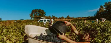 Vendanges des pinots noir