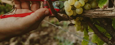 vendange chardonnay